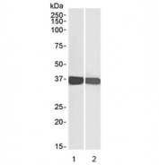 Western blot testing of human 1) HEK293 and 2) HeLa cell lysate with GAPDH loading control antibody at 0.1ug/ml. Predicted molecular weight ~36 kDa.
