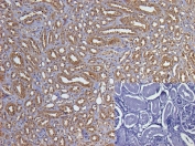 IHC testing of FFPE human kidney tissue with GAPDH loading control antibody at 5ug/ml (inset without primary Ab). Required HIER: steamed antigen retrieval with pH6 citrate buffer; HRP-staining.