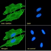 IF/ICC staining of fixed and permeabilized human HeLa cells with Alexa Fluor 488 secondary, and GAPDH antibody at 5ug/ml (blue = DAPI nuclear counterstain).