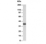 Western blot testing of HEK293 lysate with GAPDH loading control antibody at 0.5ug/ml. Predicted molecular weight ~36 kDa. An NAP blocker was used in place of non-fat milk as blocking solution and diluent. (1)