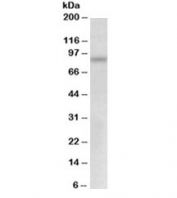 Western blot testing of Jurkat lysate with MYB antibody at 0.5ug/ml. Predicted molecular weight 37~85 kDa (isoforms 1-12), observed here at ~85kDa..
