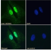 Immunofluorescent staining of fixed and permeabilized human HeLa cells with HEXIM1 antibody (green) at 10ug/ml and DAPI nuclear stain (blue).