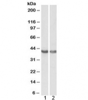 Western blot testing of 1) human heart and 2) mouse heart lysate with HEXIM1 antibody at 0.1ug/ml. Predicted molecular weight: ~41 kDa but routinely observed at ~65 kDa.