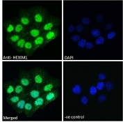 Immunofluorescent staining of fixed and permeabilized human A431 cells with HEXIM1 antibody (green) at 10ug/ml and DAPI nuclear stain (blue).