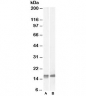 Western blot of mouse (A) and rat (B) brain lysate with Galanin antibody at 2ug/ml. Predicted molecular weight ~14kDa.