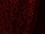 IHC staining of a PFA-perfused cryosection of human hypothalamus with Galanin antibody at 0.3ug/ml.  HIER: pH6 citrate buffer at 80oC for 30min, Cy3-staining.