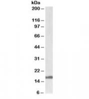 Western blot testing of human cerebellum lysate with Galanin antibody at 1ug/ml. Predicted molecular weight ~14kDa.