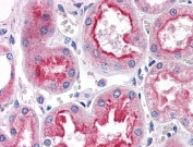 IHC testing of FFPE human kidney tissue with SMAD9 antibody at 5ug/ml. Required HIER: steamed antigen retrieval with pH6 citrate buffer; AP-staining.