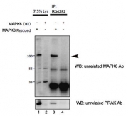 Immunoprecipitation: MAPK6 antibody (1.5ug) precipitate from lysates of PRAK/MAPK6 double KO mouse embryonic fibroblasts, with (third lane) and without (fourth lane) rescued PRAK/MAPK6 expression through retroviral transduction. The corresponding lysates (first and second lane resp.) were analyzed in parallel in this western blot with unrelated rabbit anti-MAPK6 (and co-precipitation was measured using mouse anti-PRAK in the lower panel). Routinely observed molecular weight: ~97kDa. 