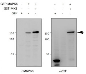 Western blot of HEK293 lysate overexpressing mouse MAPK6-GFP tested with MAPK6 antibody (0.5ug/ml) in left panel and with anti-GFP in right panel. GFP-only exression in the first lane. Observed molecular weight of MAPK6+ GFP: ~130kDa.~