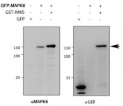 Western blot of HEK293 lysate overexpressing mouse MAPK6-GFP tested with MAPK6 antibody (0.5ug/ml) in left panel and with anti-GFP in right panel. GFP-only exression in the first lane. Observed molecular weight of MAPK6+ GFP: ~130kDa.