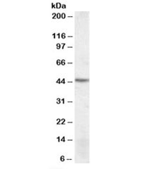 Western blot testing of MOLT4 lysate with DRAK2 antibody at 1ug/ml. Predicted molecular weight: ~42kDa.