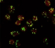 Drosophila S2 cells stained with Lava lamp antibody (red, AlexaFluor 555) and costained with MG130 rabbit antibody (green, AlexaFluor 488). The yellow spots indicate co-localization of the two proteins.