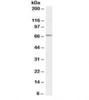 Western blot testing of Jurkat cell lysate with SHP-1 antibody at 0.2ug/ml. Predicted molecular weight: ~68kDa.