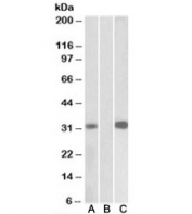 Western blot of HEK293 lysate overexpressing human KCNIP3-MYC probed with CSEN antibody [1ug/ml] in Lane A and anti-MYC [1/1000] in lane C. Mock-transfected HEK293 probed with CSEN antibody [1ug/ml] in Lane B. Predicted molecular weight: ~29kDa.