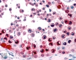 IHC staining of FFPE human testis with ATF7 antibody at 4ug/ml. HIER: steamed with pH6 citrate buffer, AP-staining.