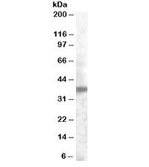 Western blot testing of human prostate lysate with TROP2 antibody at 0.2ug/ml. Predicted molecular weight ~36kDa.~