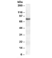 Western blot testing of nuclear HeLa lysate with ALOX15 antibody at 0.2ug/ml. Predicted molecular weight: ~75kDa.
