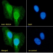 IF/ICC staining of fixed and permeabilized human U-2 OS cells with RGS14 antibody (green) at 10ug/ml and DAPI nuclear stain (blue).