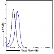 Western blot testing of Jurkat lysate with RGS14 antibody at 0.5ug/ml. Predicted molecular weight: ~65kDa.