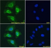 IF/ICC testing of fixed and permeabilized human HeLa cells with Asporin antibody (green) at 10ug/ml and DAPI nuclear stain (blue).