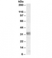 Western blot testing of human thymus lysate with MyD88 antibody at 0.03ug/ml. Predicted molecular weight ~33 kDa.