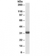 Western blot testing of human thymus lysate with biotinylated MyD88 antibody at 0.2ug/ml. Predicted molecular weight ~33 kDa. An NAP blocker was used in place of non-fat milk as blocking solution and diluent. (1)