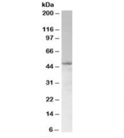 Western blot testing of Jurkat lysate with SAMSN1 antibody at 1ug/ml. Predicted molecular weight: ~49kDa (isoform 3, UniProt# Q9NSI8).