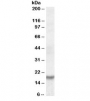 Western blot testing of human heart lysate with HMGA2 antibody at 1ug/ml. Predicted molecular weight ~12kDa but routinely observed at ~18kDa.