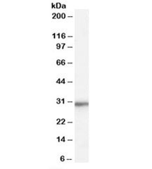 Western blot testing of HepG2 cell lysate with RPL8 antibody at 0.01ug/ml. Predicted molecular weight: ~28kDa.~