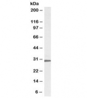 Western blot testing of HepG2 cell lysate with biotinylated RPL8 antibody at 0.3ug/ml. Predicted molecular weight: ~28kDa.