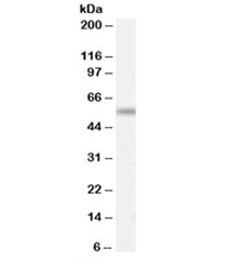 Western blot testing of human spleen lysate with AIRE antibody at 0.3ug/ml. Predicted molecular weight: ~58kDa (isoform 1).~