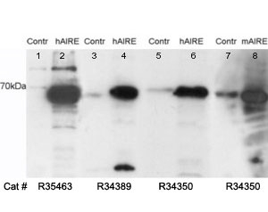 Western blot testing of HEK293 cell lysates with AIRE antibody at 0.05ug/ml; untransfected (Lanes 5 and 7) and