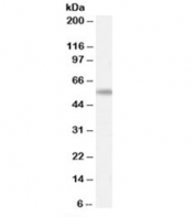 Western blot testing of human spleen lysate with AIRE antibody at 0.3ug/ml. Predicted molecular weight: ~58kDa (isoform 1).