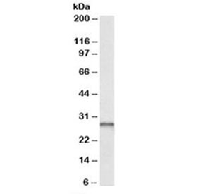 Western blot testing of human liver lysate and PGAM1 antibody at 0.01ug/ml. Predicted/observed molecular weight: ~28kDa.