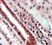 IHC staining of FFPE human kidney with TCF3 antibody at 4ug/ml. HIER: steamed with pH6 citrate buffer, AP-staining.