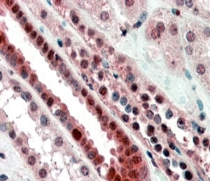 IHC staining of FFPE human kidney with TCF3 antibody at 4ug/ml. HIER: steamed with pH6 citrate buf