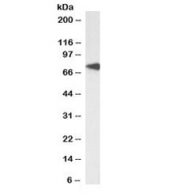 Western blot testing of Daudi cell lysate with biotinylated TCF3 antibody at 0.3ug/ml. Expected molecular weight: 68-78 kDa.