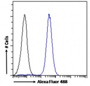 FACS testing of fixed and permeabilized human U-251 cells with NCAM antibody (blue) at 10ug/10^6 cells and naive goat Ig (black).