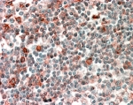 IHC staining of FFPE human tonsil with NCF4 antibody at 2.5ug/ml. HIER: steamed with pH6 citrate buffer, AP-staining.
