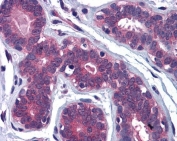 IHC testing of FFPE human breast tissue with MYRIP antibody at 3.75ug/ml. Required HIER: steamed antigen retrieval with pH6 citrate buffer; AP-staining.