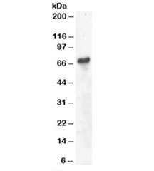 Western blot testing of Daudi lysate with BLNK antibody at 4ug/ml. Predicted molecular weight: ~51kDa but can be observed at 65-70kDa.~