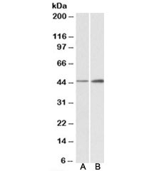 Western blot of mouse (A) and rat (B) brain lysates with NDRG2 antibody at 0.3ug/ml. Predicted molecular weight:
