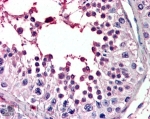 IHC testing of FFPE human testis with PIAS2 antibody at 4ug/ml. HIER: steamed with pH6 citrate buffer, AP-staining.