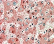 IHC staining of FFPE human liver with GPR94 antibody at 3.8ug/ml. HIER: steamed with pH6 citrate buffer, AP-staining.