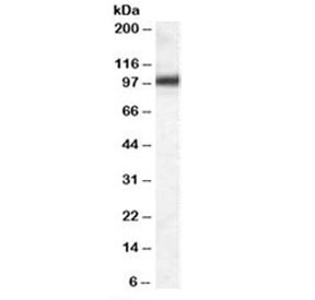 Western blot testing of mouse NIH3T3 lysate with GPR94 antibody at 0.03ug/ml. Predicted molecular weight: ~94kDa.