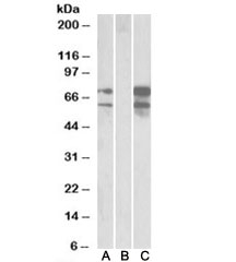 Western blot of HEK293 lysate overexpressing human NRXN1-FLAG probed with Neurexin 1 antibody (0.5ug/ml) in Lane A and anti-FLAG (1/3000) in lane C. Mock-transfected HEK293 probed with Neurexin 1 antibody (1ug/ml) in Lane B. Predicted molecular weight: ~162/49kDa (isoforms 1/2).