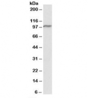 Western blot of mouse spleen lysate with VPS16 antibody at 0.1ug/ml. Predicted molecular weight: ~95kDa (isoform 1).