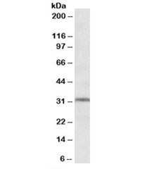 Western blot testing of human hippocampus lysate with GRM2 antibody at 1ug/ml. Predicted molecular weight: ~28kDa.~
