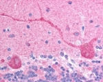 IHC testing of FFPE human cerebellum with CHFR antibody at 2.5ug/ml. HIER: steamed with pH6 citrate buffer, AP-staining.